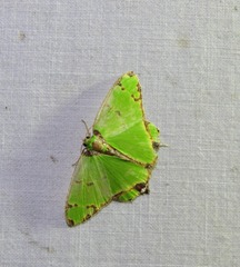 Agathia pisina