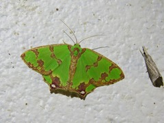 Agathia pisina