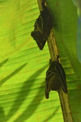 Cynopterus sphinx