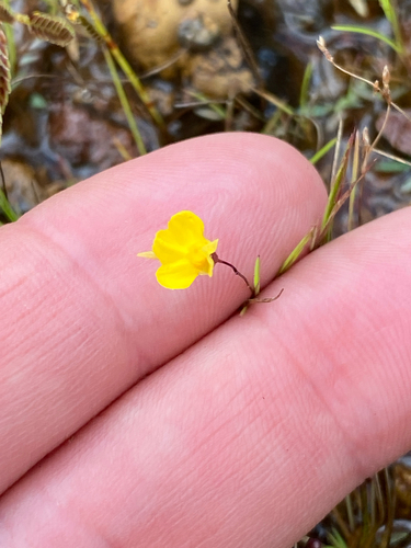 Zigzag Bladderwort (Utricularia subulata)