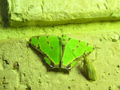 Agathia pisina