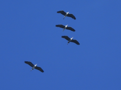 iNaturalist: (c) Andrei Murariu, some rights reserved (CC BY-NC), uploaded by Andrei Murariu iNaturalist image