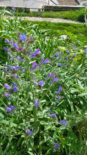 Cretan Viper's-bugloss (Echium creticum)