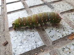 Eacles imperialis