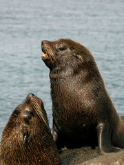 Arctocephalus galapagoensis