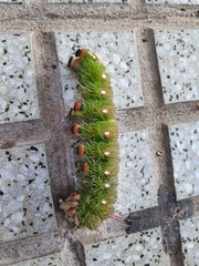 Eacles imperialis