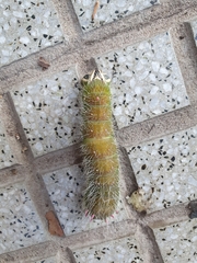 Eacles imperialis