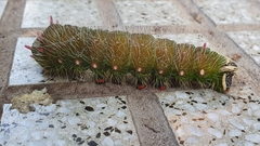 Eacles imperialis