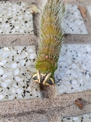 Eacles imperialis