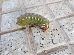 Eacles imperialis