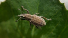 Sitona humeralis