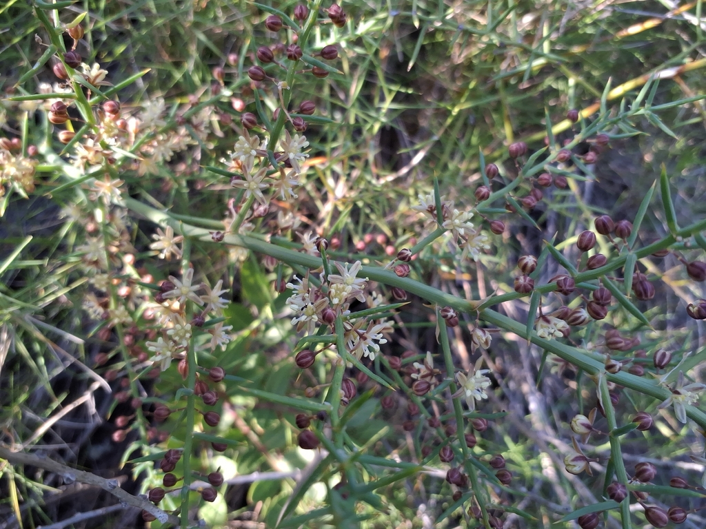 Asparagus horridus; photograph author not stated, no rights reserved