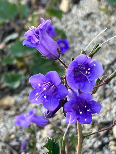 wild canterbury bells (Phacelia minor)