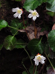 Shortia galacifolia