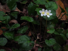 Shortia galacifolia