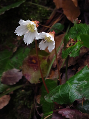 Shortia galacifolia