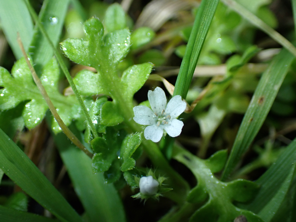 Nemophila pedunculata; photograph author not stated, no rights reserved