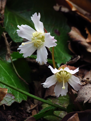 Shortia galacifolia