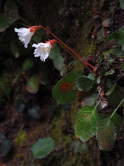 Shortia galacifolia