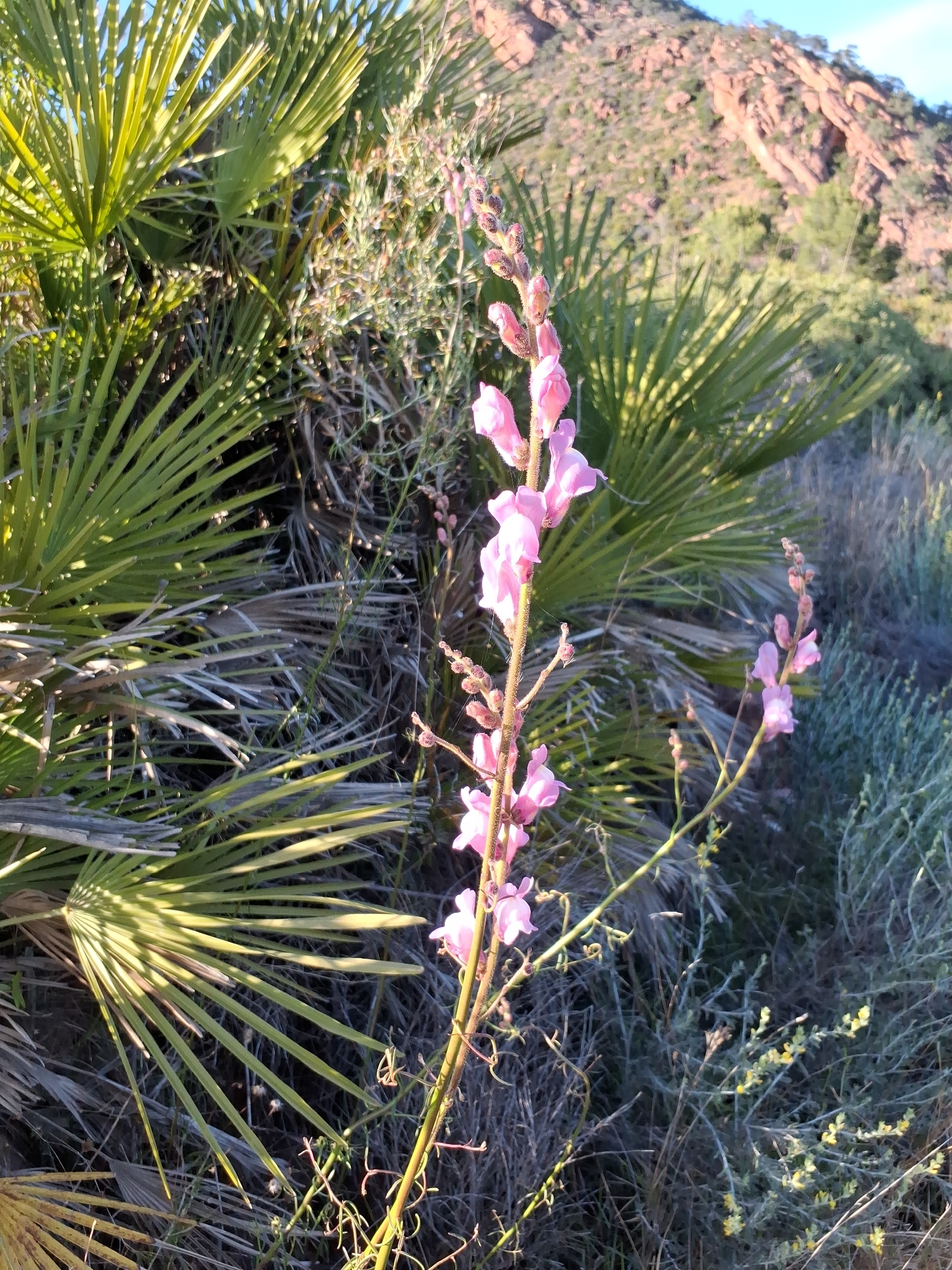 Spanish Snapdragon (Antirrhinum barrelieri)