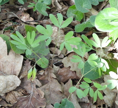 Corydalis intermedia