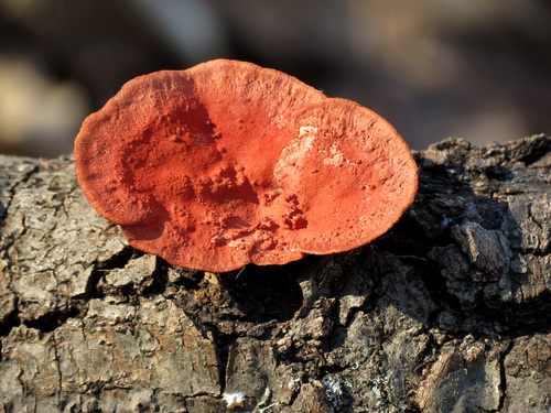 Southern Cinnabar Polypore