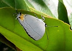 Tajuria isaeus