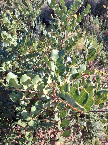 carob tree (Ceratonia siliqua)