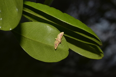 Conogethes haemactalis