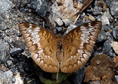 Adoliadini