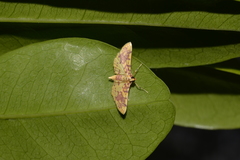 Conogethes haemactalis