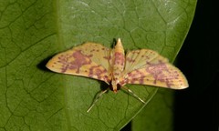 Conogethes haemactalis