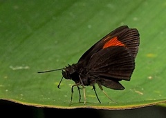Koruthaialos rubecula