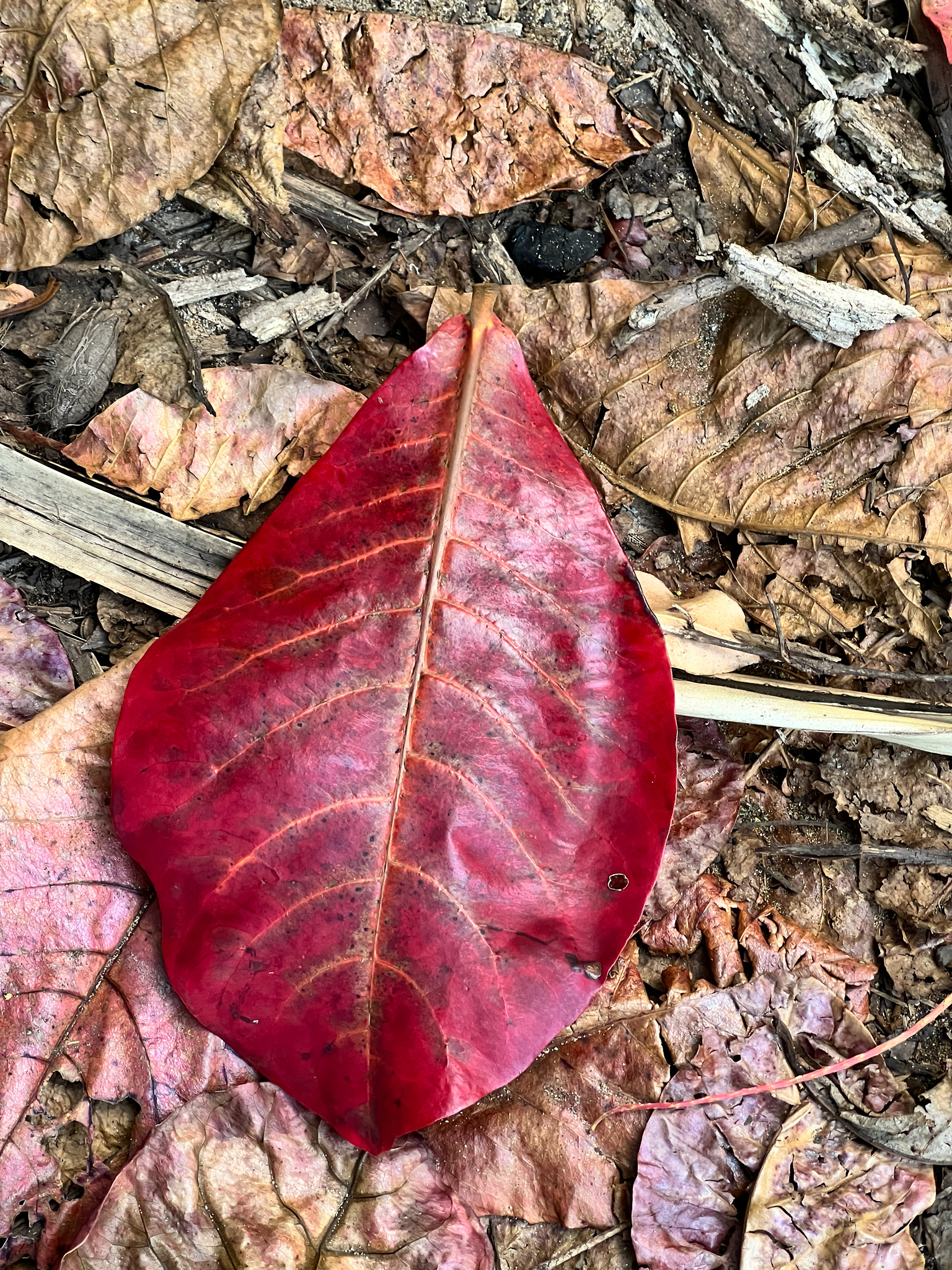 Sea Almond (Terminalia catappa)
