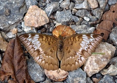 Adoliadini