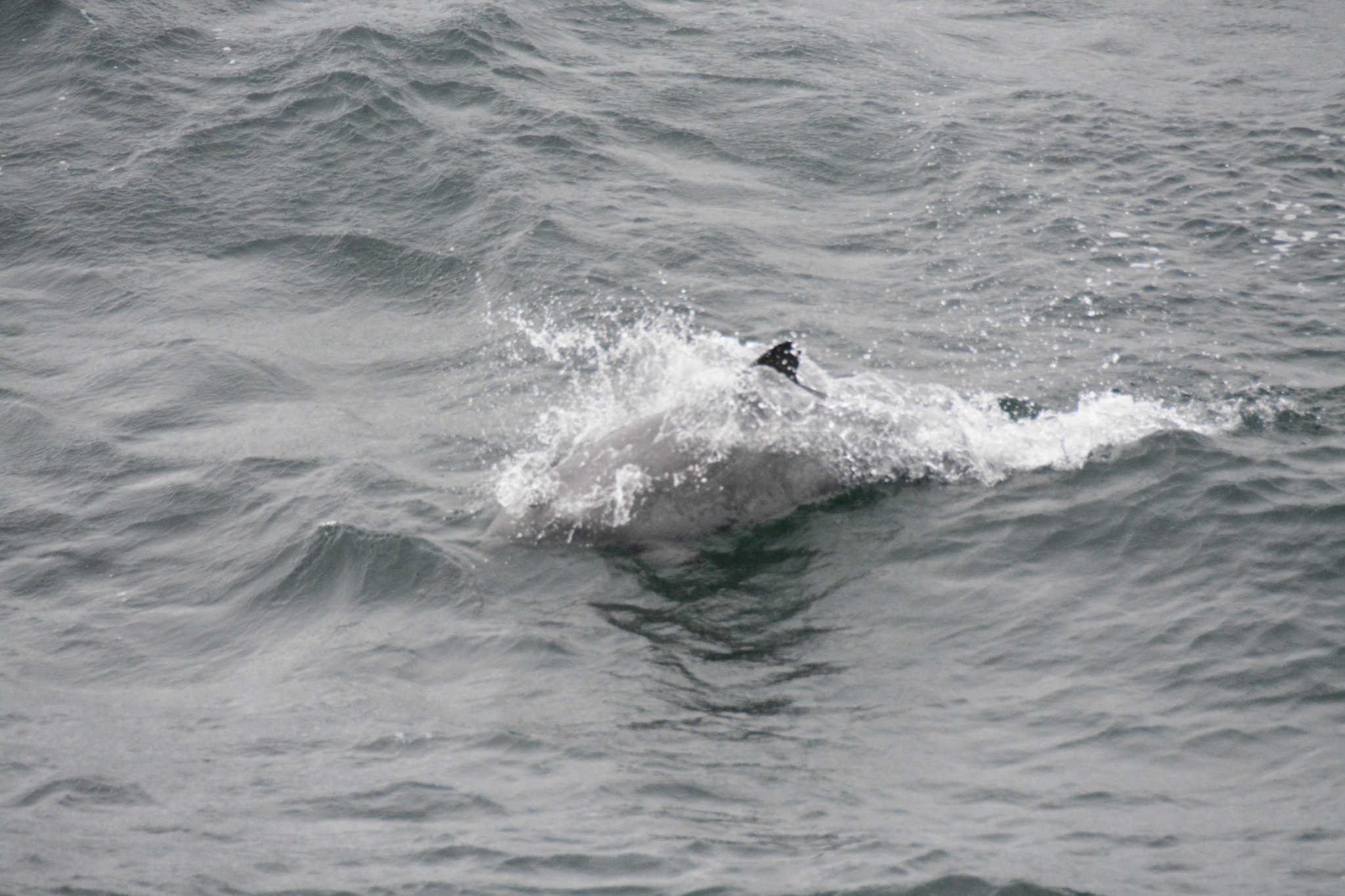 Cephalorhynchus eutropia