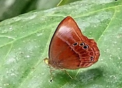 Abisara geza