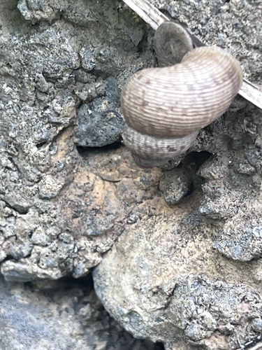 Pomatias elegans