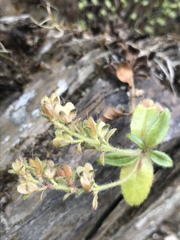 Veronica morrisonicola