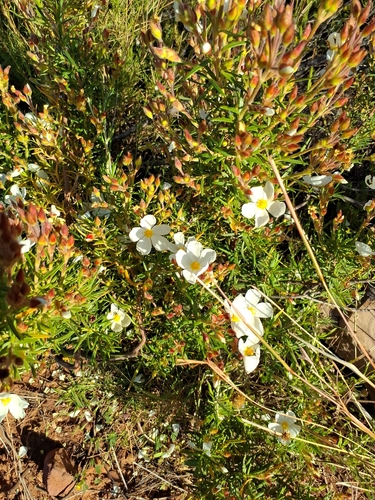 Romero macho (Cistus clusii)