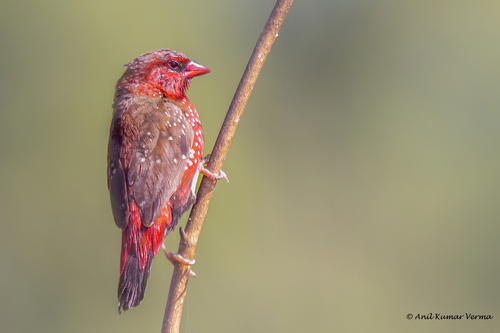 Bengali rouge