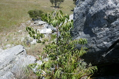 Rytigynia