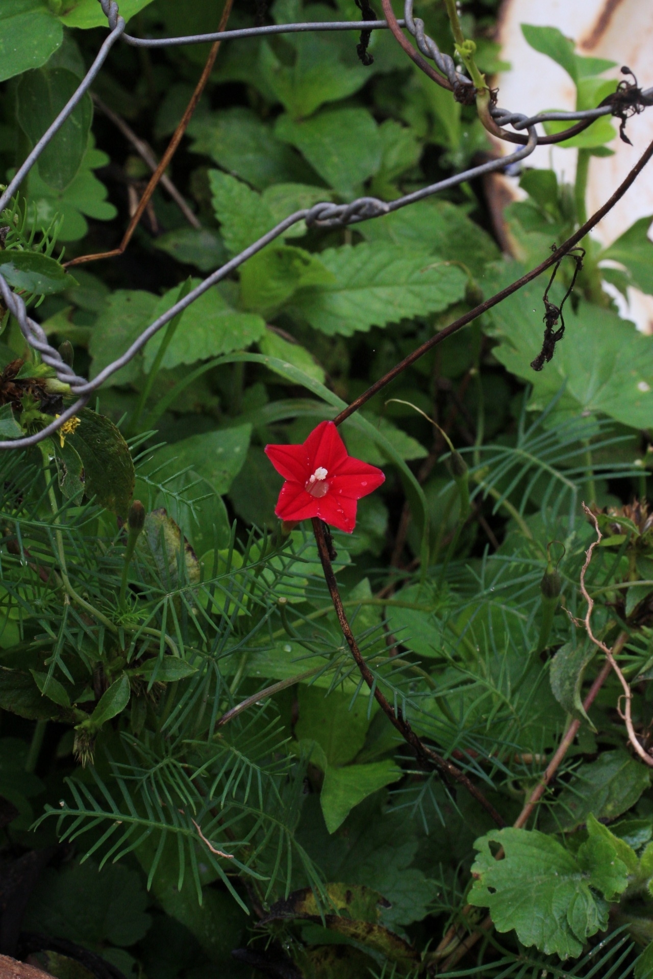 Ipomoea quamoclit