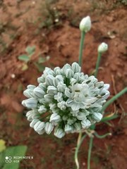 Allium cepa cepa