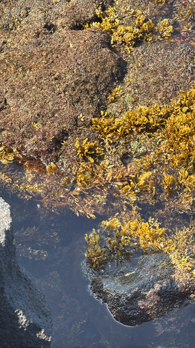 Sargassum aquifolium observed 2026-04-05