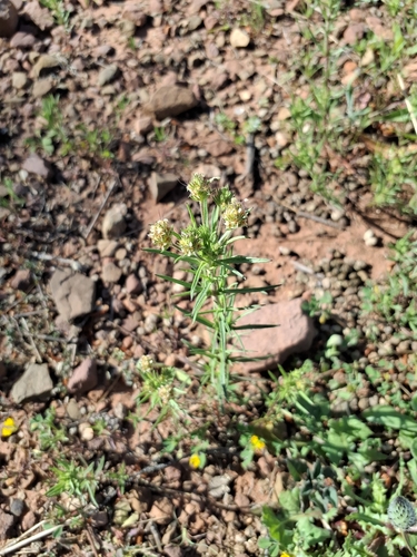 Glandular Plantain (Plantago afra)