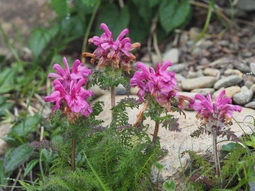 Pedicularis apodochila iNat (1)
