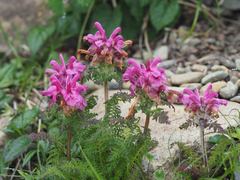Pedicularis apodochila