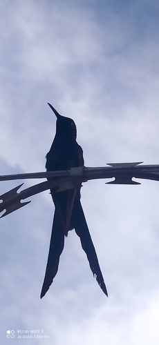 Swallow-tailed Hummingbird