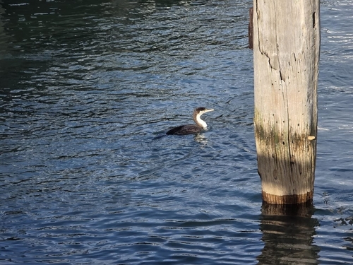 Phalacrocorax varius observed 2026-04-06